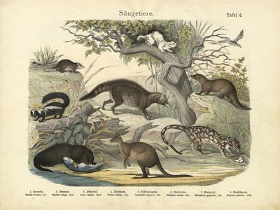 Mammals, c.1860 by German School